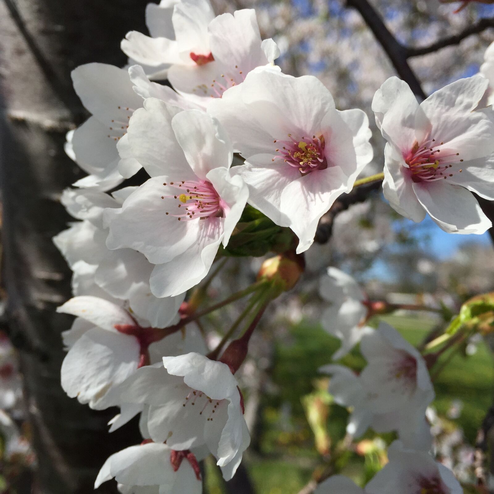Apple iPhone 6 sample photo. Blossoms, spring, nature photography