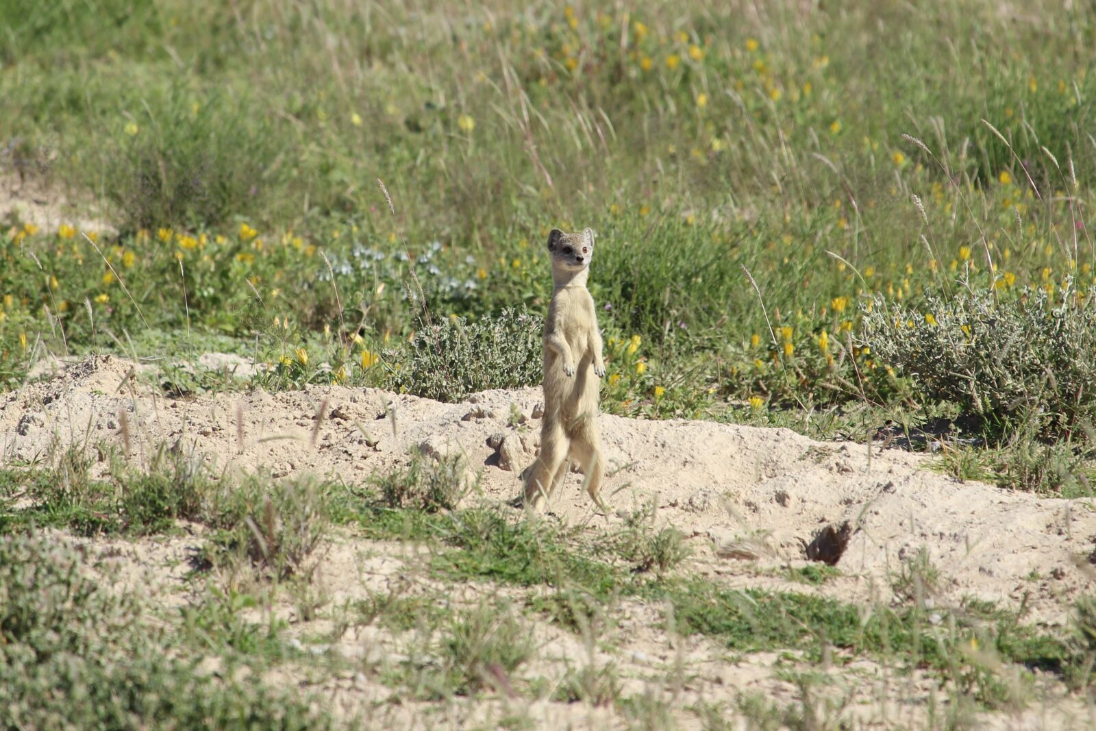 Canon EF-S 55-250mm F4-5.6 IS STM sample photo. Namibia, etosha, safari photography