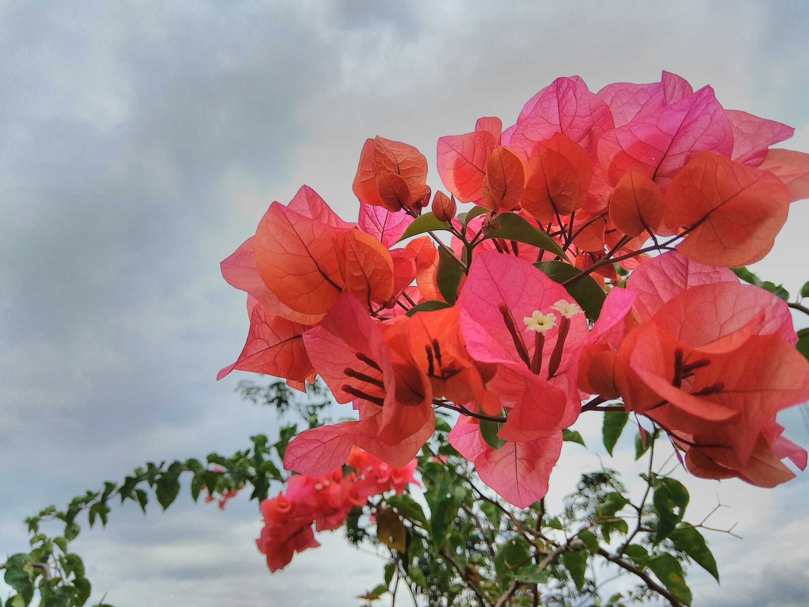 Xiaomi Redmi Note 4 sample photo. Flowers, beautiful, the best photography