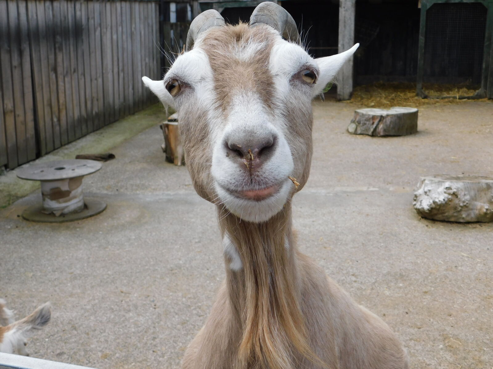 Nikon Coolpix B500 sample photo. Goat photography