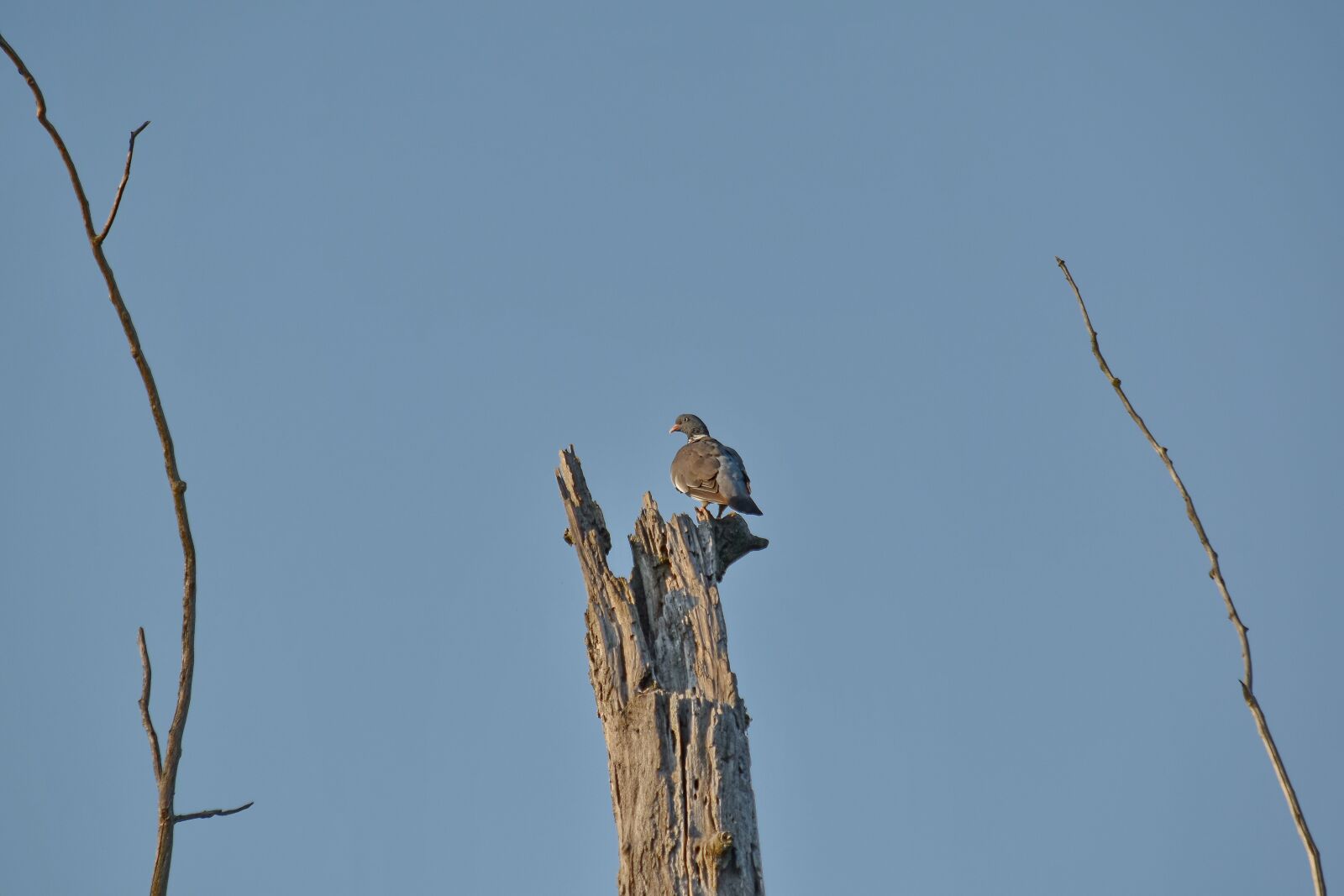 Nikon D5500 sample photo. Migration, natural habitat, pigeon photography