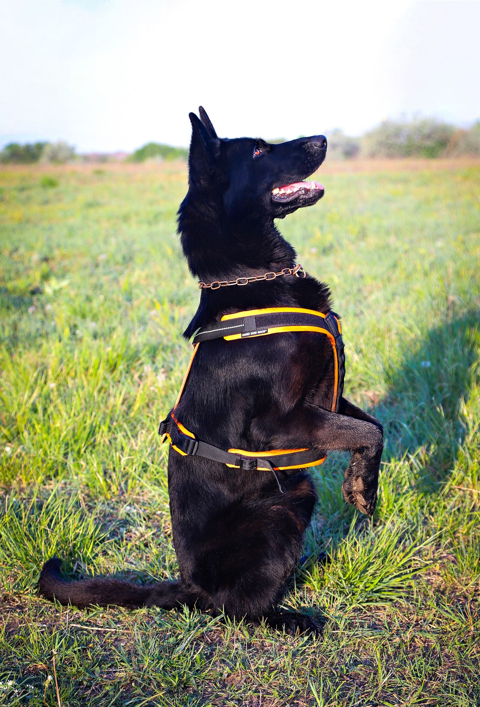 Canon EOS 6D Mark II sample photo. Black german shepherd, dog photography