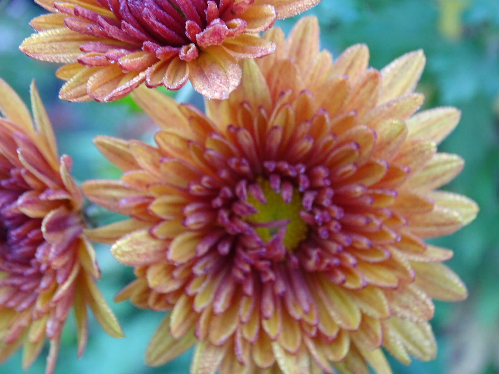 Sony Cyber-shot DSC-HX400V sample photo. Flower, macro, photography, natrul photography