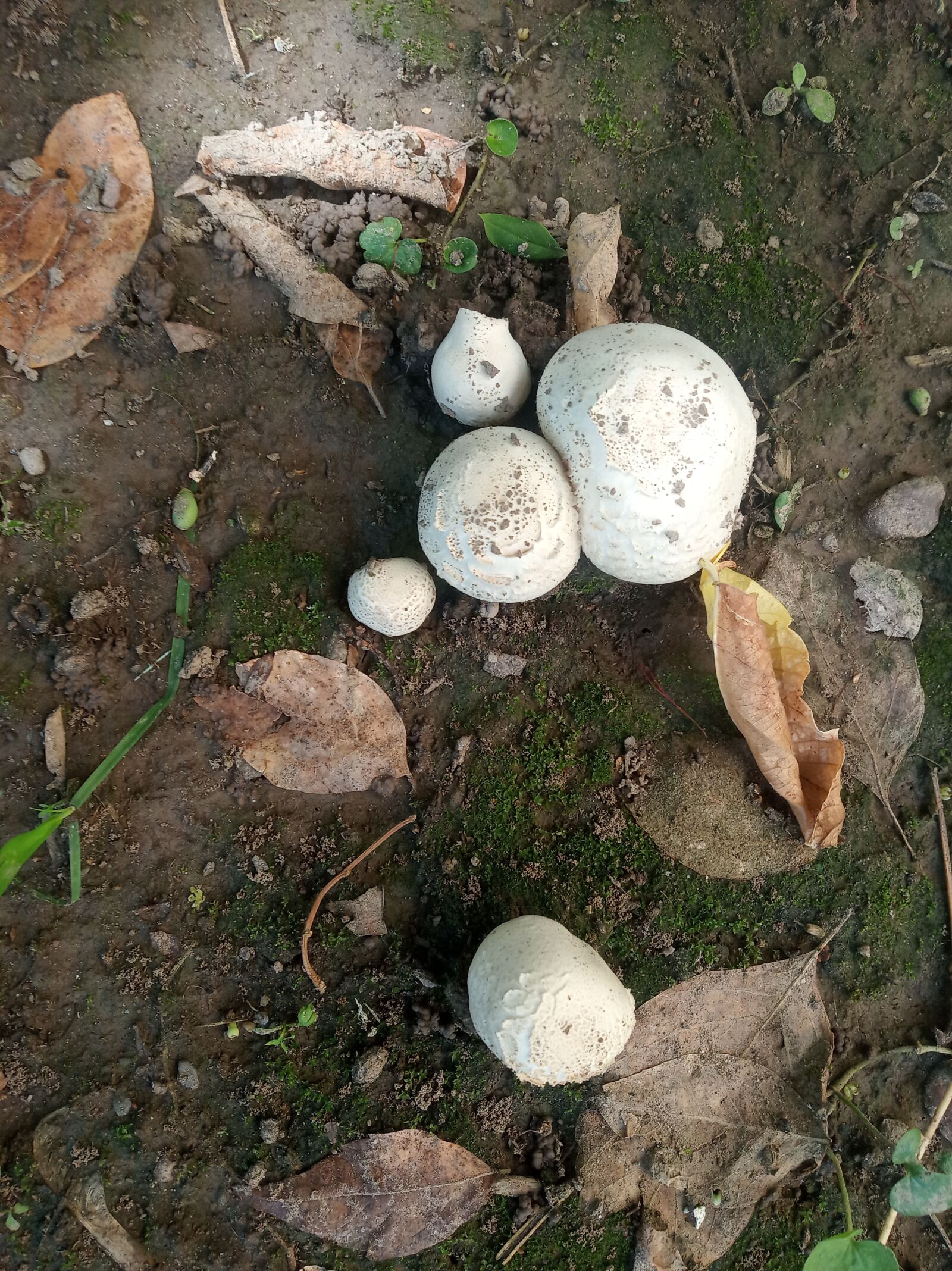 Xiaomi Redmi 6 sample photo. Fungus, mushrooms, lonely photography