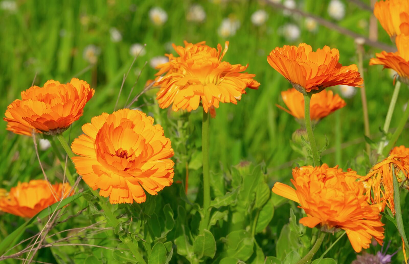 Fujifilm XF 55-200mm F3.5-4.8 R LM OIS sample photo. Marigold, calendula, medicinal plant photography