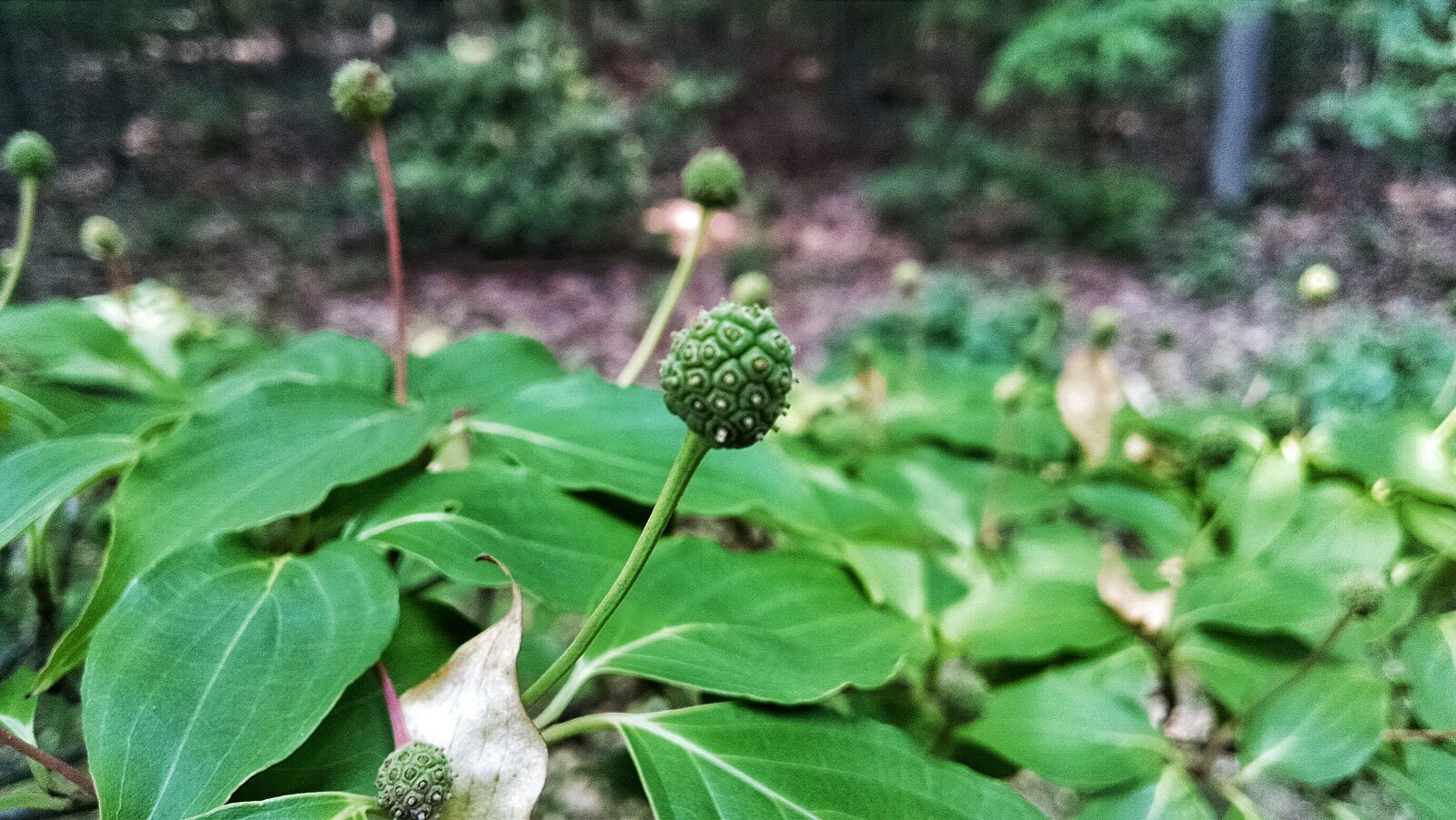 Motorola Moto X (1st Gen) sample photo. Green, leaves, plant, pods photography