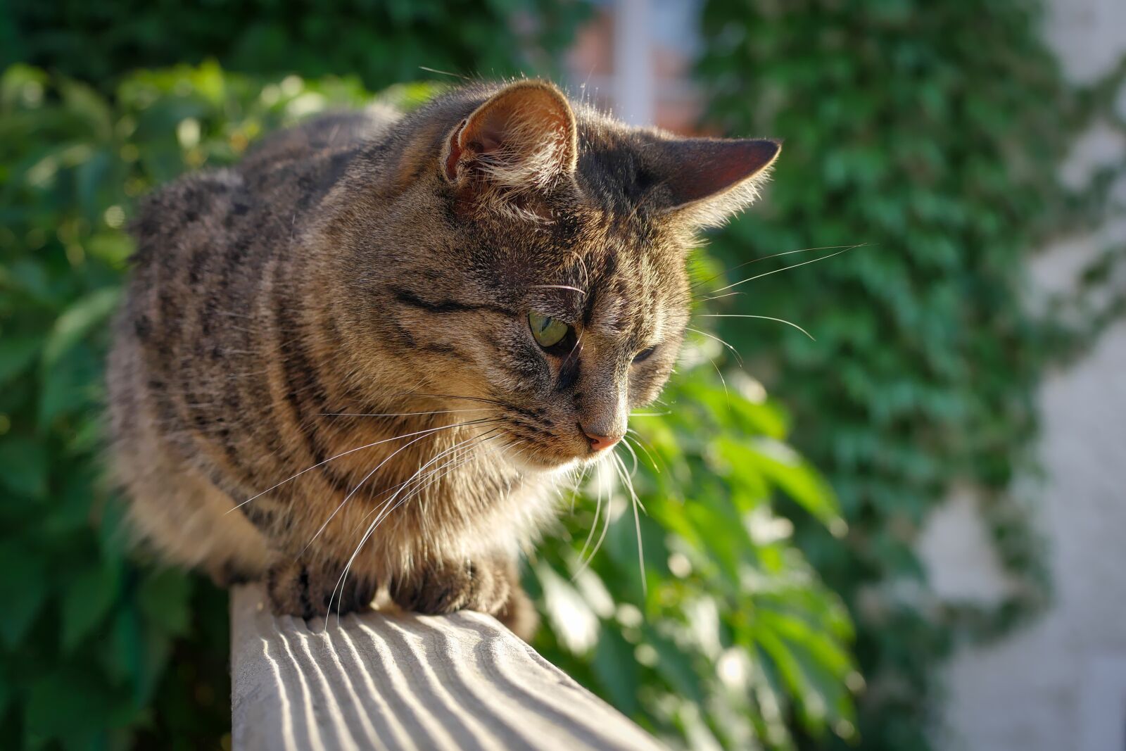 Panasonic Lumix DMC-GX8 sample photo. Cat, purr, kitten photography