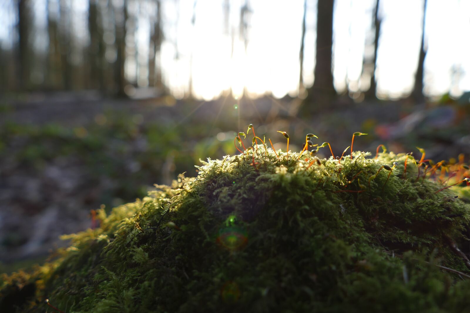 Panasonic Lumix DMC-FZ1000 sample photo. Moss, forest, nature photography