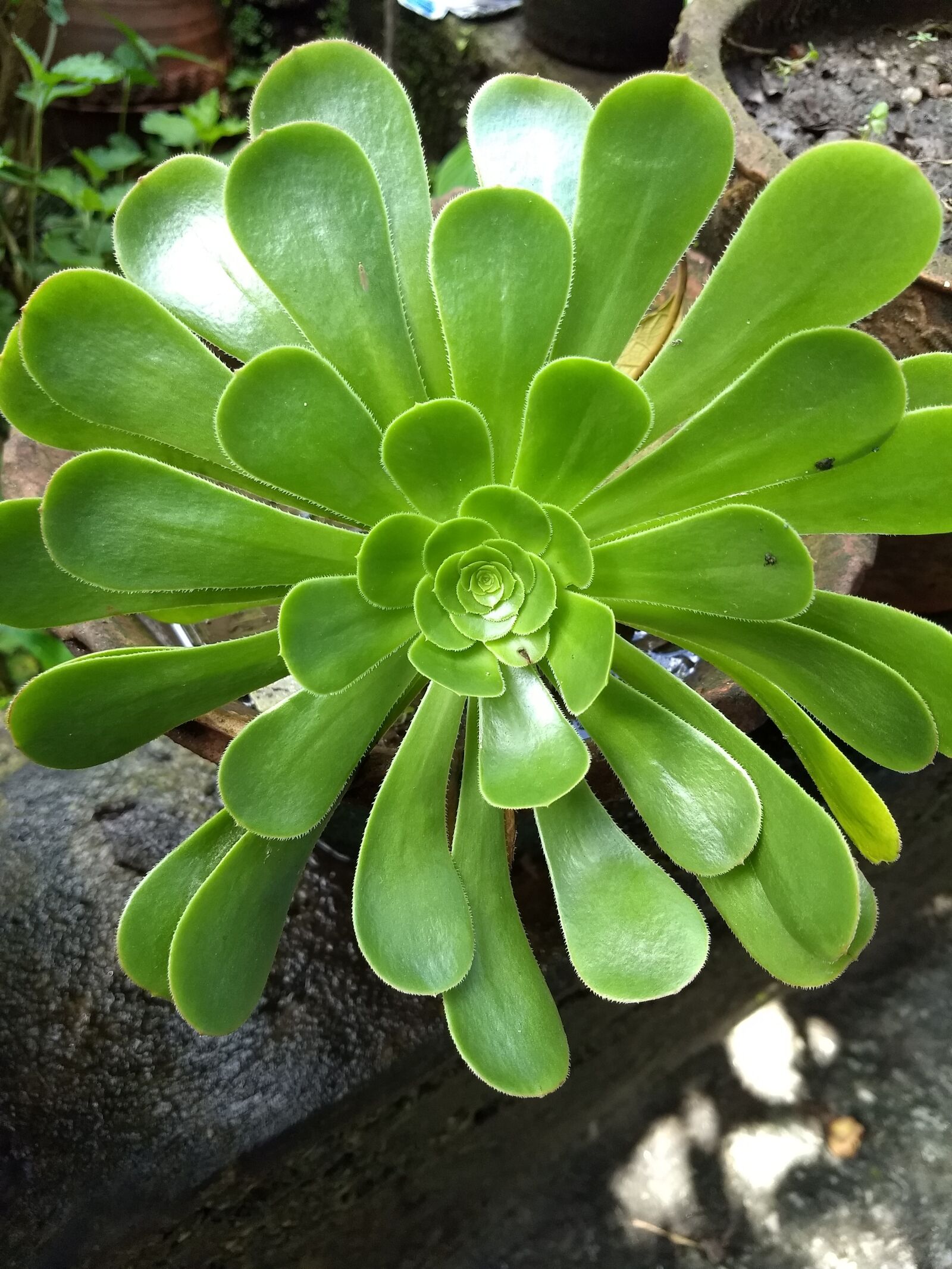 Motorola Moto G (5) Plus sample photo. Plant, flower, nature photography