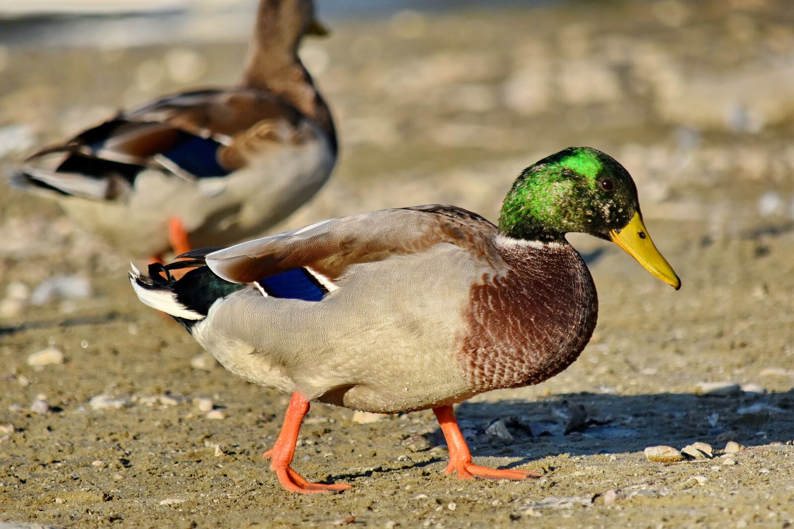 Nikon D5500 sample photo. Beautiful, colorful, ducks, flock photography