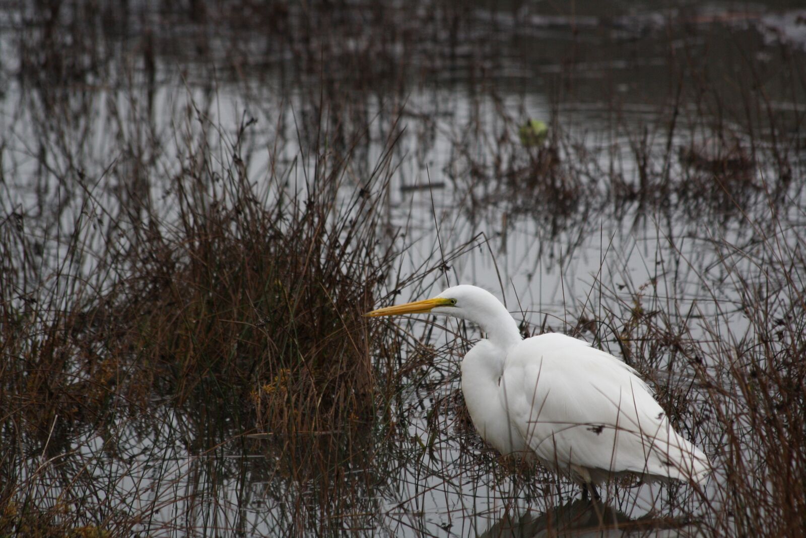 Canon EOS 1000D (EOS Digital Rebel XS / EOS Kiss F) sample photo. Bird, water, nature photography