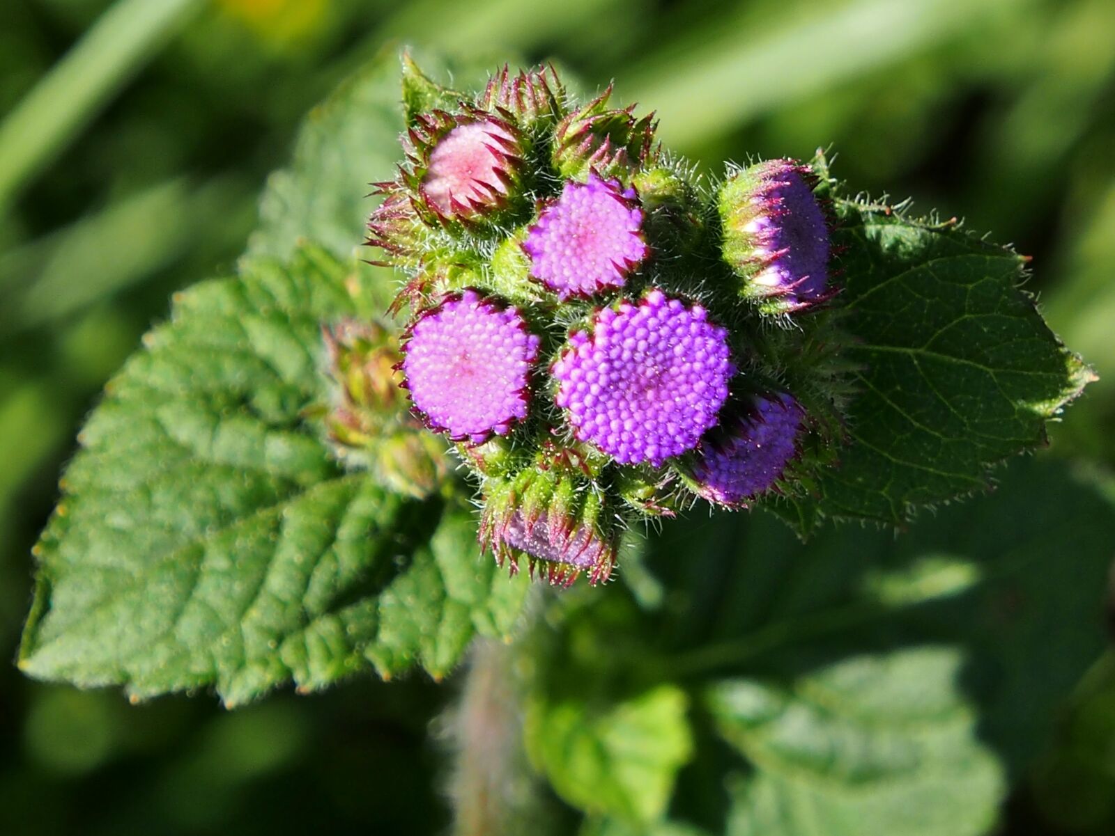 Olympus OM-D E-M5 sample photo. Purple, garden, nature photography