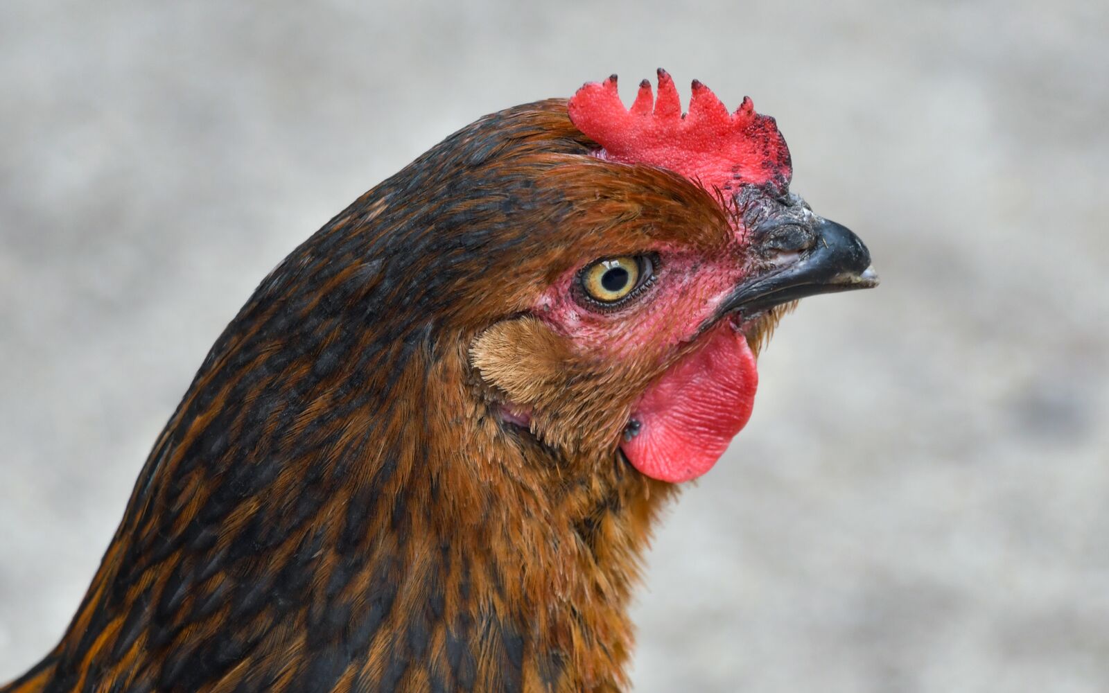 Nikon D500 sample photo. Hen, portrait, poultry photography