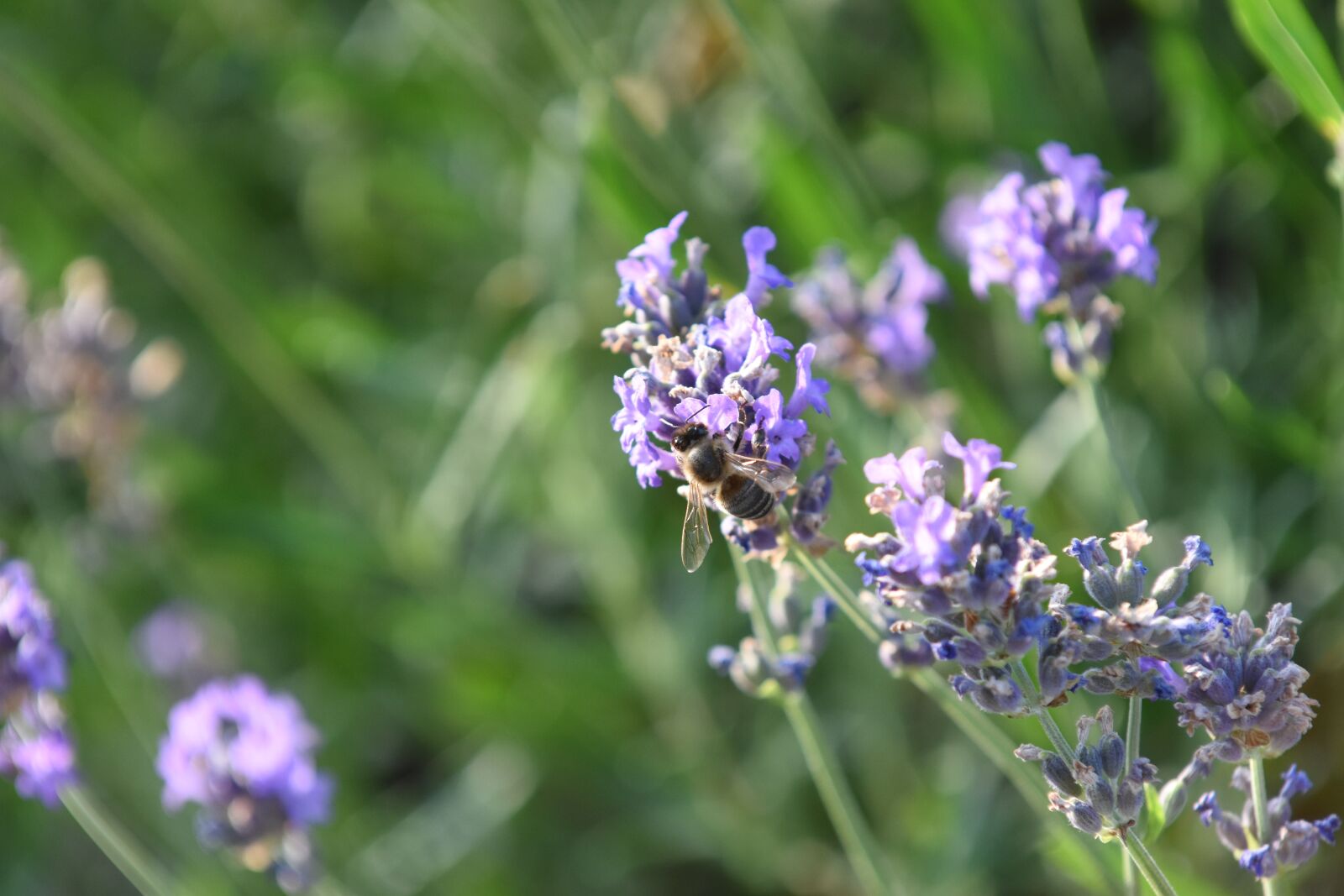 Nikon D5500 sample photo. Bee, pollination, pollinate photography