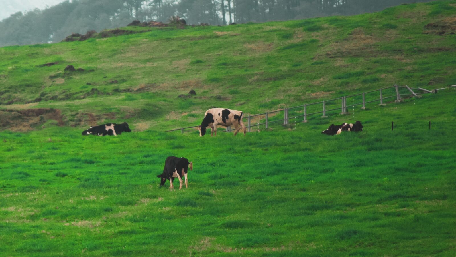 Nikon D3300 sample photo. Cattle, livestock, grass photography