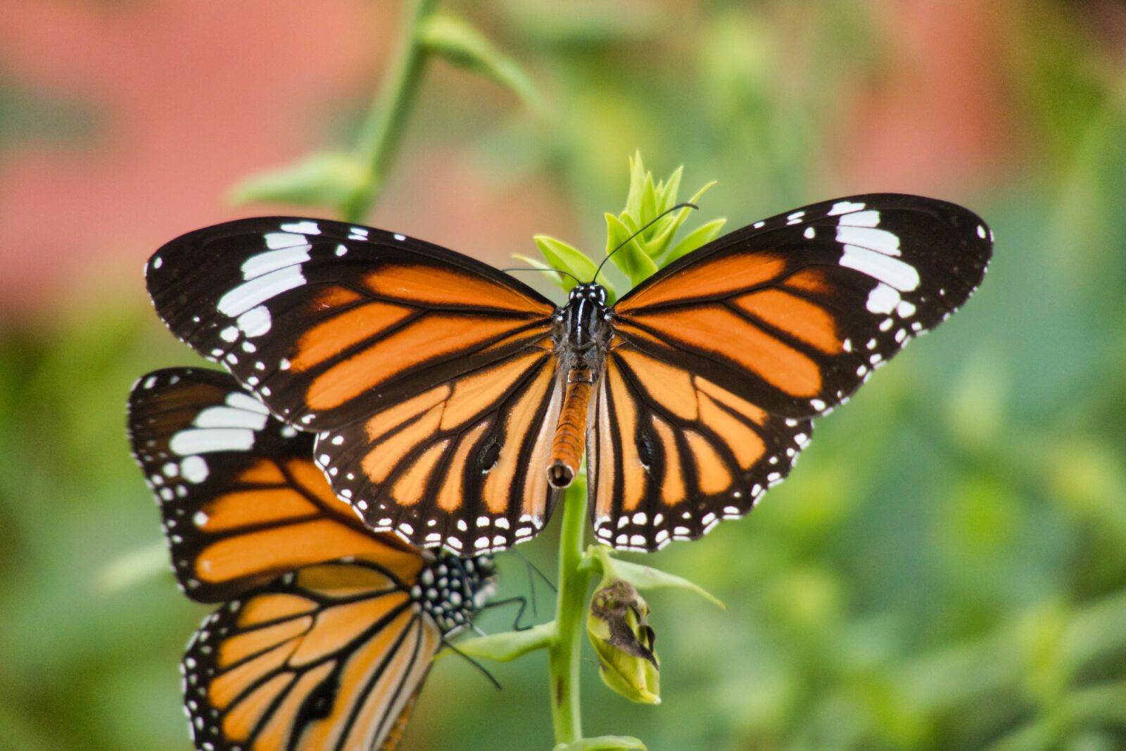 Canon PowerShot G3 X sample photo. Butterfly, thailand, striped tiger photography
