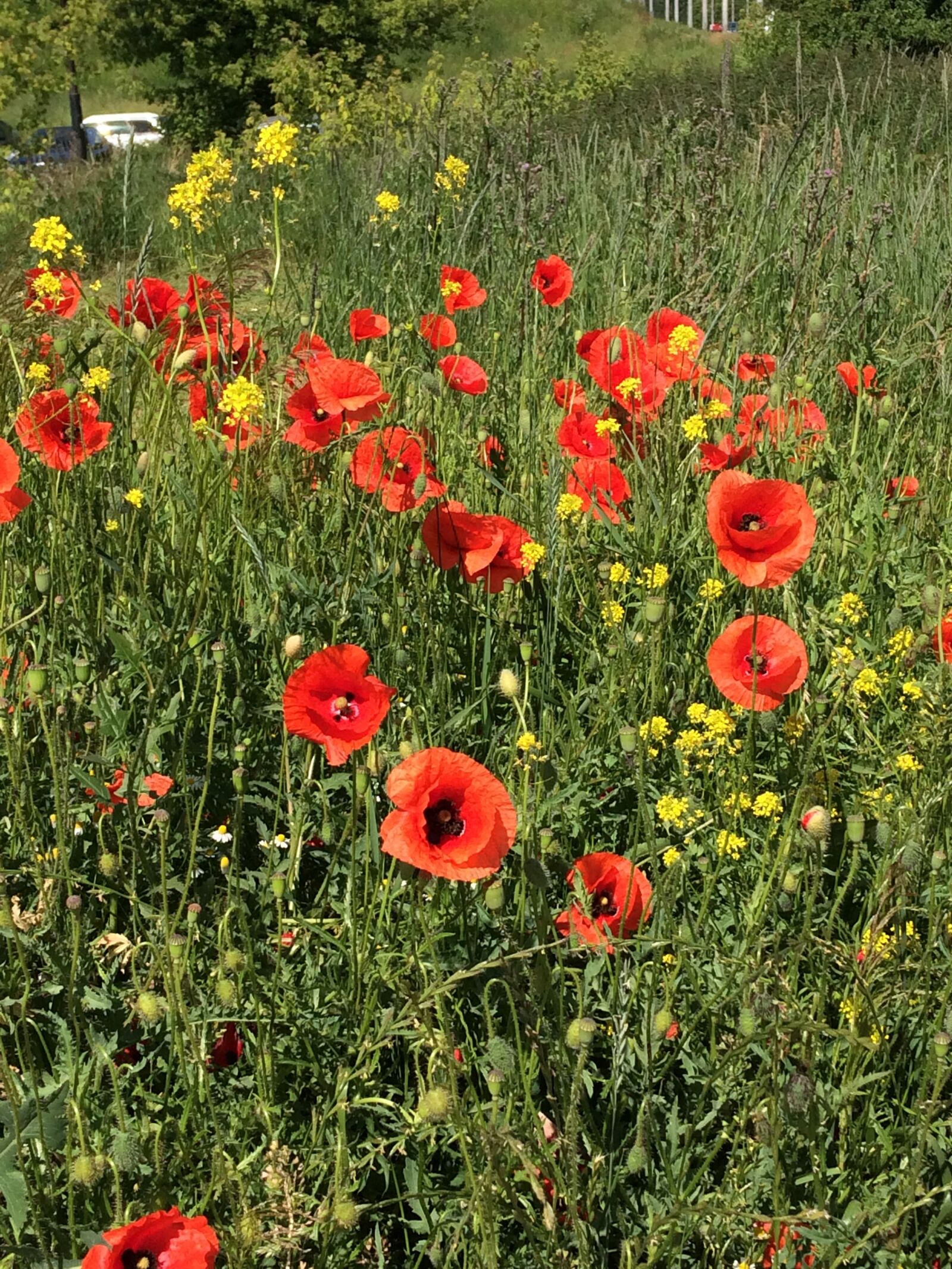 iPhone 5s back camera 4.15mm f/2.2 sample photo. Poppies, flowers, meadow photography