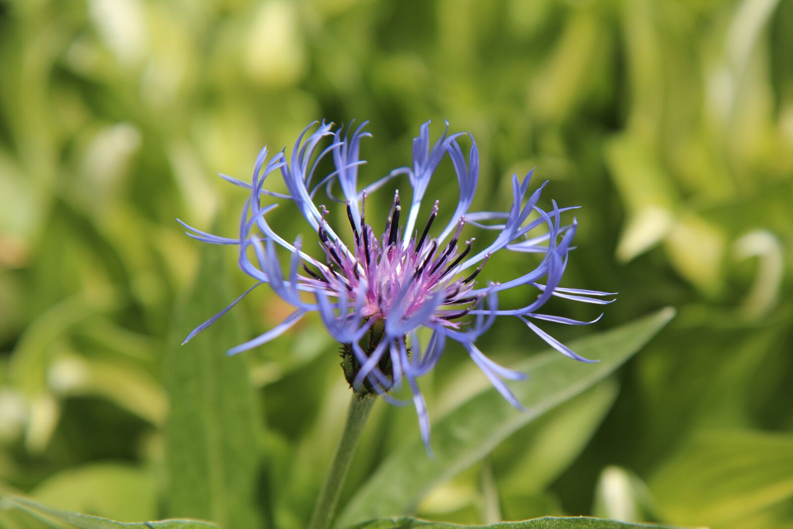 Canon EOS 600D (Rebel EOS T3i / EOS Kiss X5) sample photo. Blueberry, wild flower, blue photography