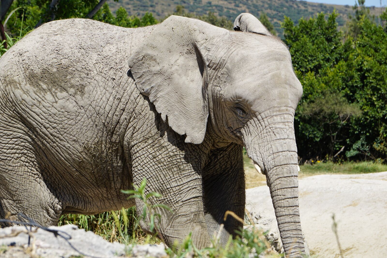 Sony a5100 sample photo. Elephant, mammal, animals photography