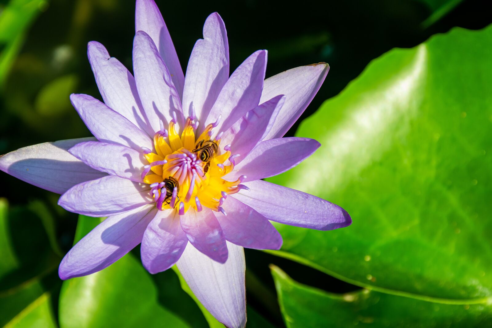 Nikon D3100 sample photo. Aquatic, background, beautiful photography