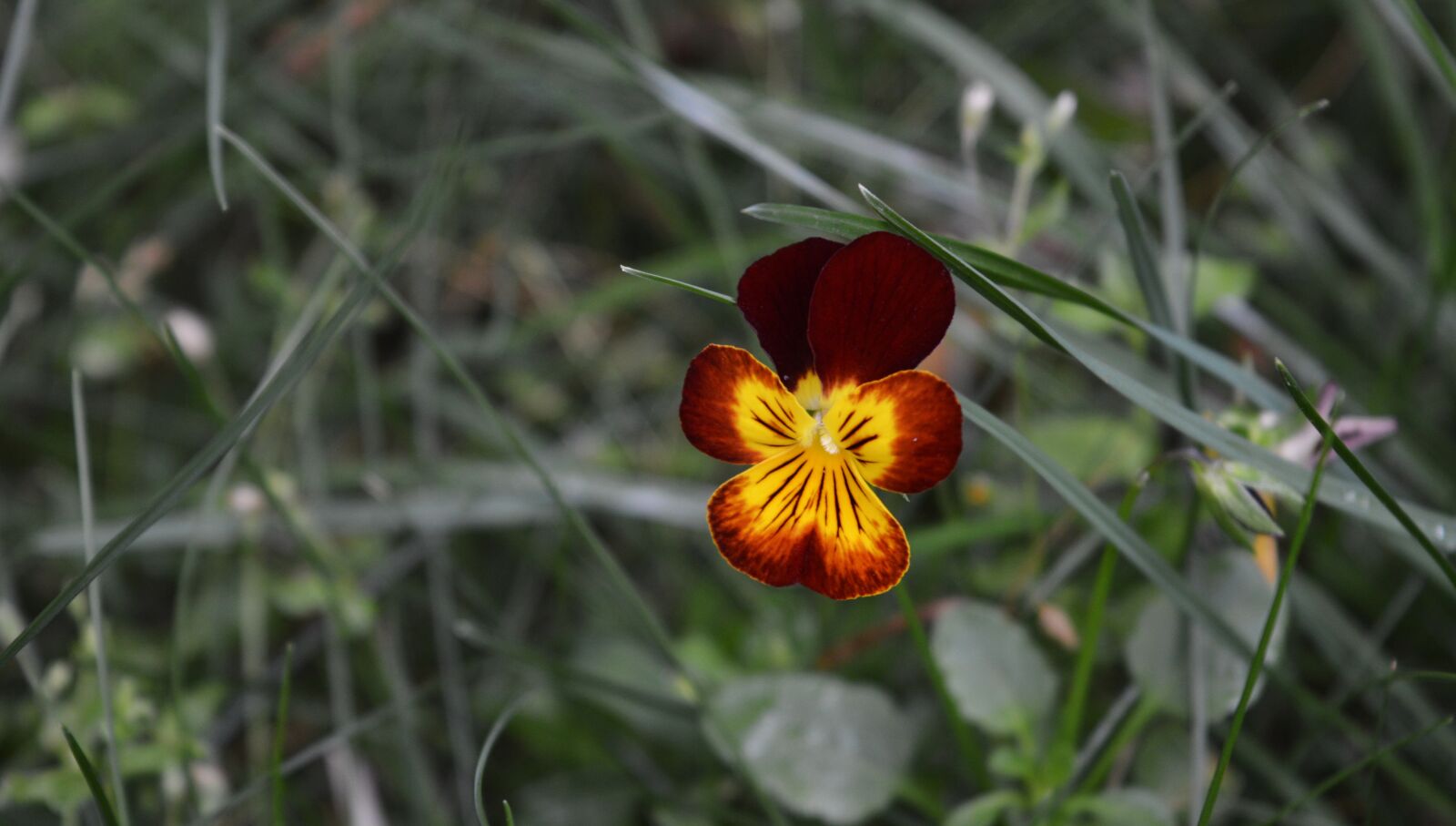 Nikon D3200 sample photo. Flower, grass, nature photography