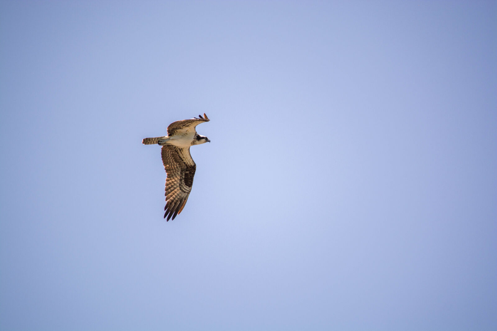 Nikon D5200 sample photo