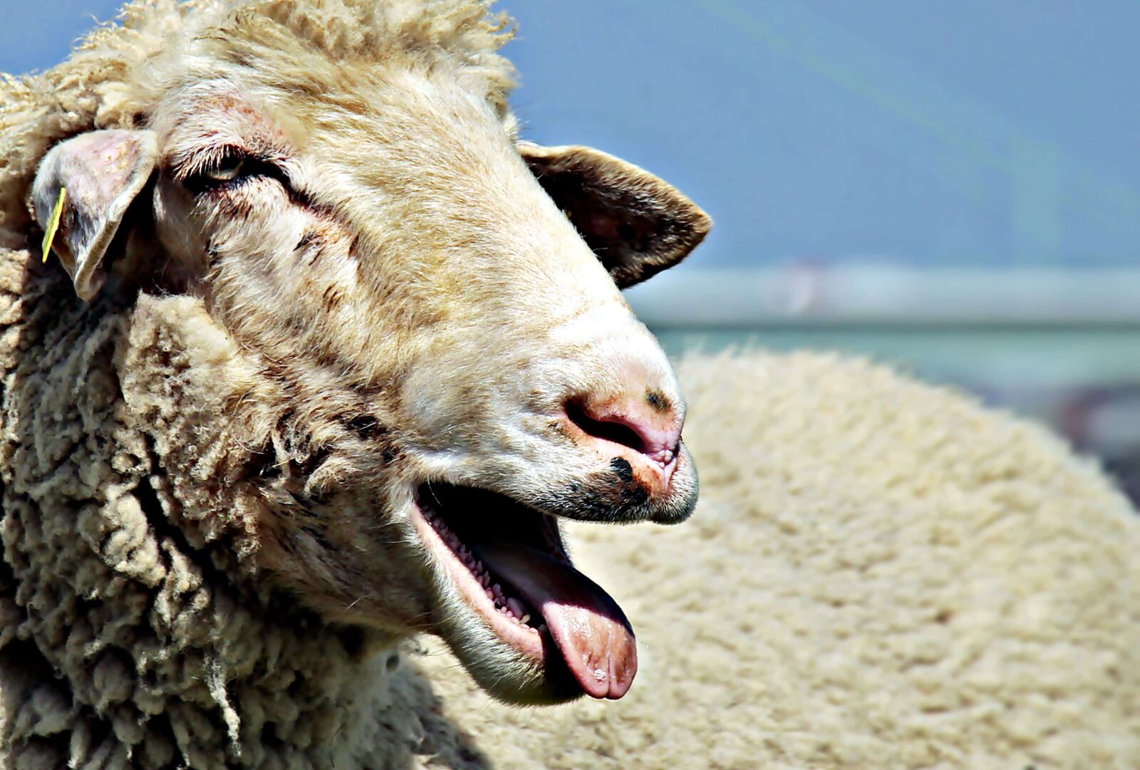 Canon EOS 100D (EOS Rebel SL1 / EOS Kiss X7) sample photo. Agriculture, livestock, sheep, animal photography