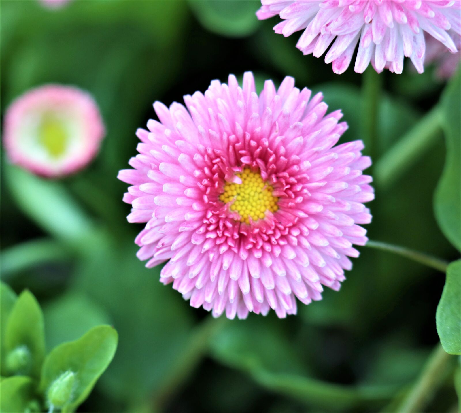 Canon EF-M 18-150mm F3.5-6.3 IS STM sample photo. Daisy, pink flower, daisies photography