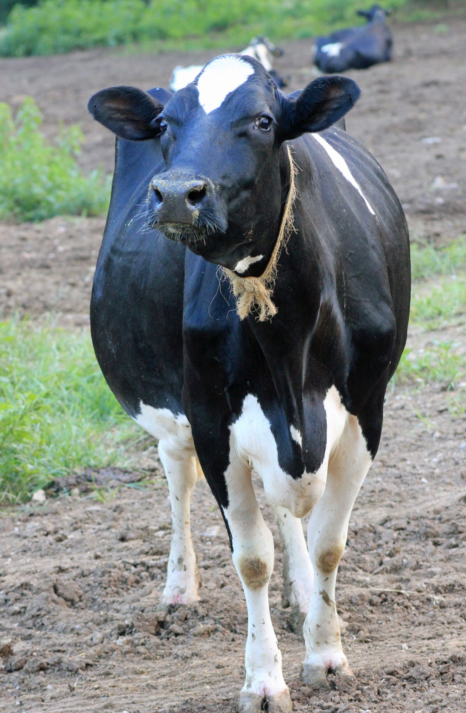 Canon EOS 550D (EOS Rebel T2i / EOS Kiss X4) sample photo. Cow, dairy, farm photography