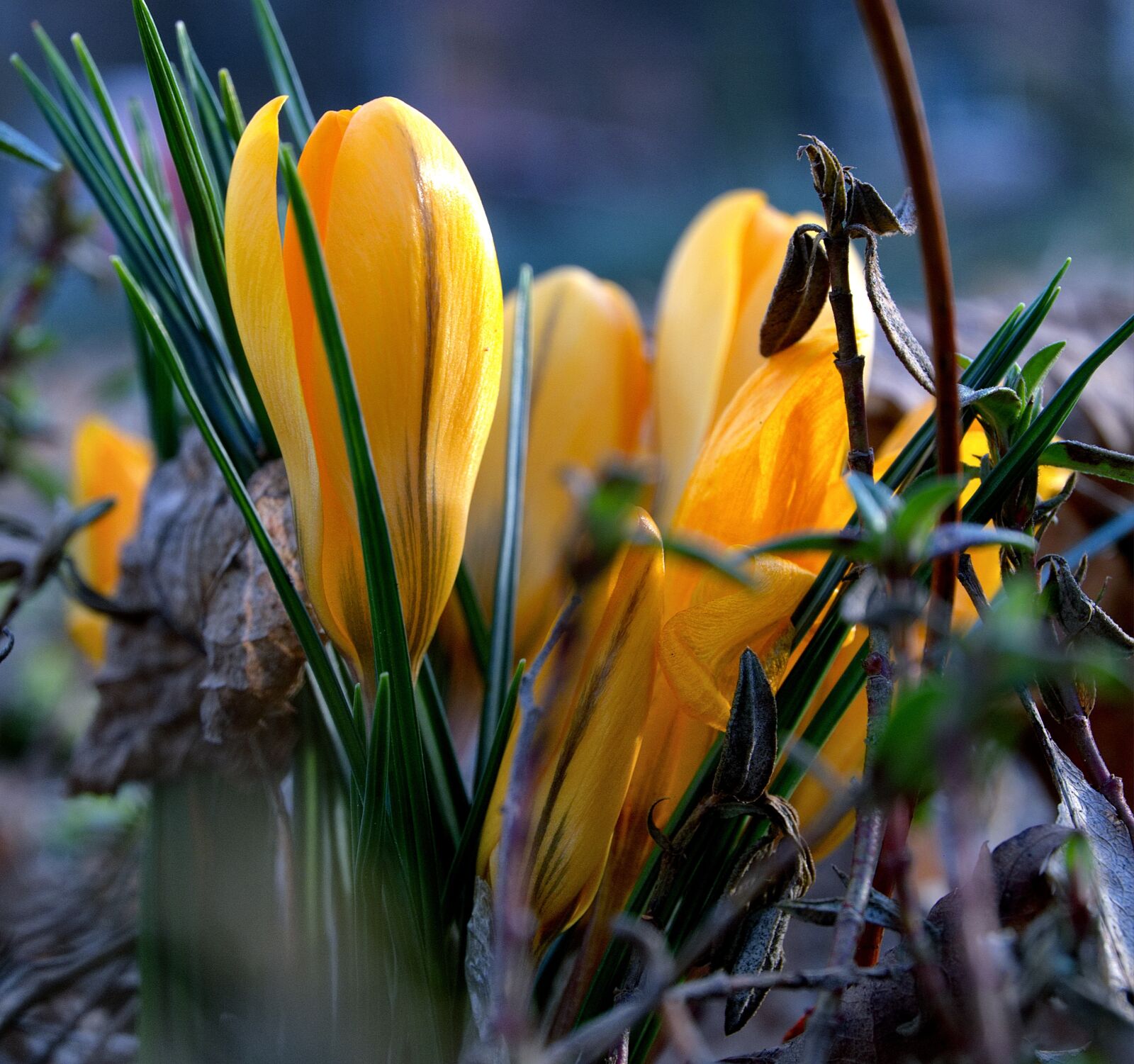 Fujifilm XC 16-50mm F3.5-5.6 OIS II sample photo. Spring, spring awakening, crocus photography