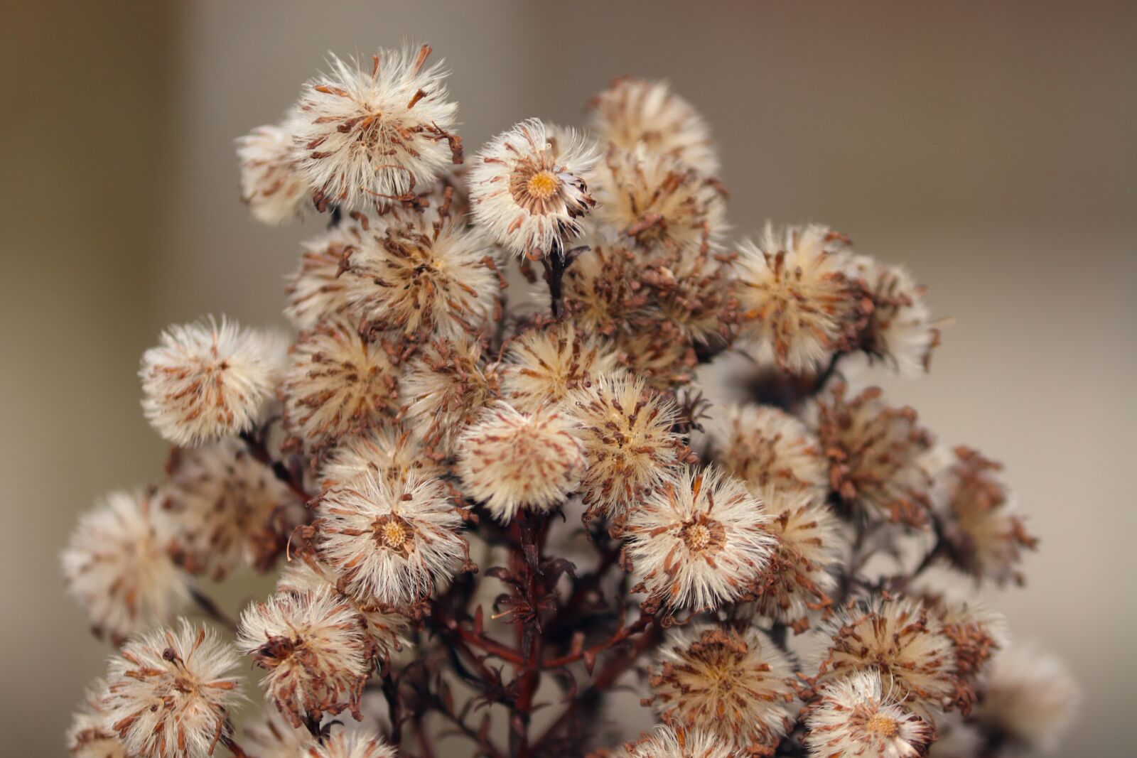 Canon EOS 200D (EOS Rebel SL2 / EOS Kiss X9) sample photo. Flowers, faded, frozen photography
