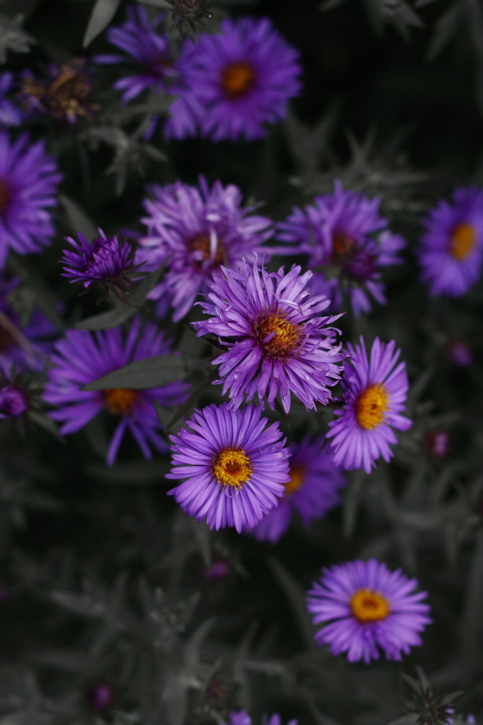 Canon EOS 40D sample photo. Purple, flower, nature photography