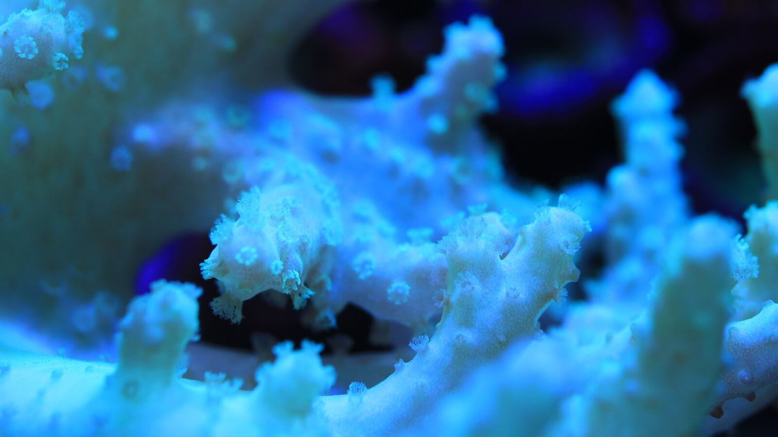 Canon EOS 5D Mark II sample photo. Saltwater fish, aquarium, water photography