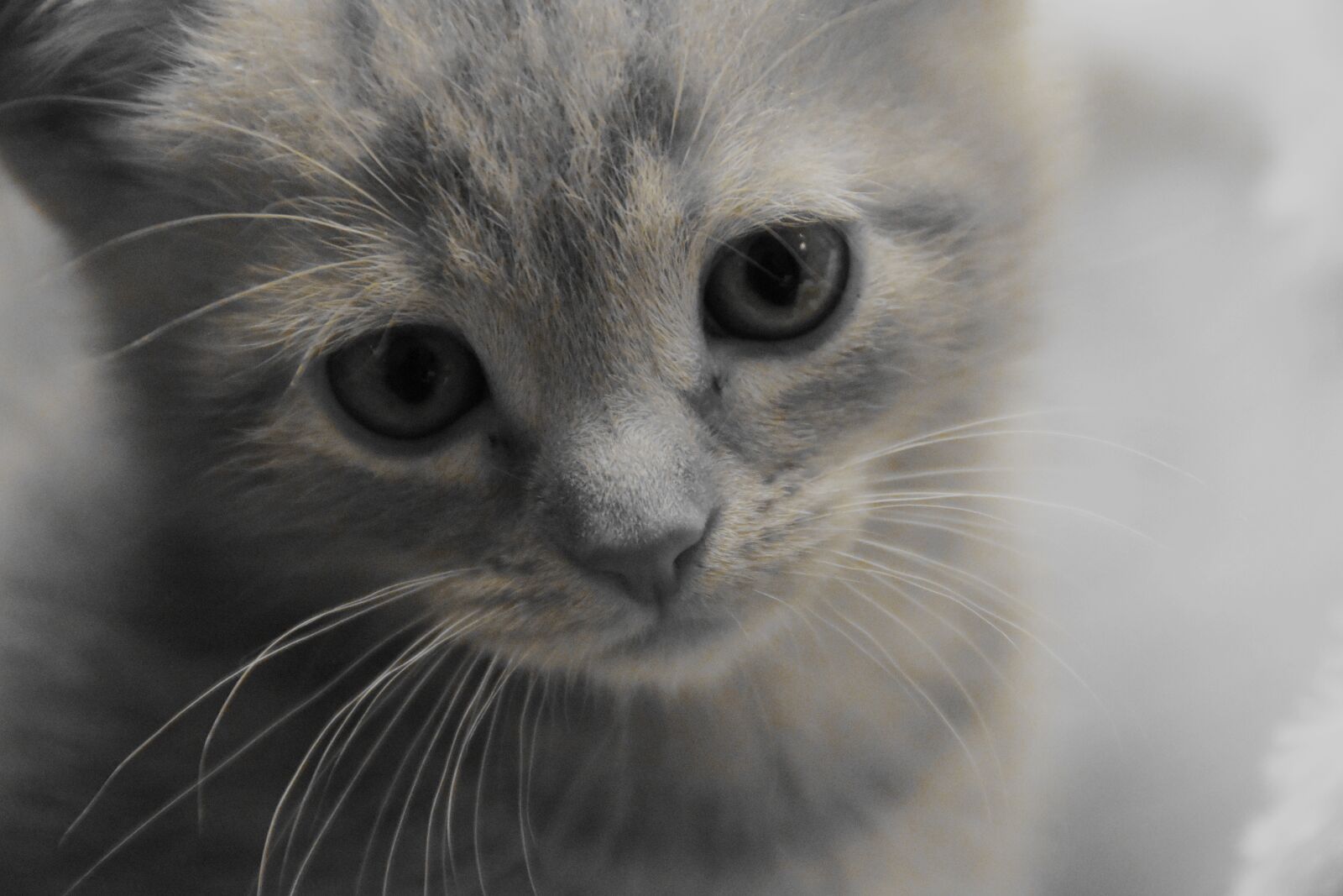 Nikon D5600 sample photo. Kitten, domestic cat, baby photography