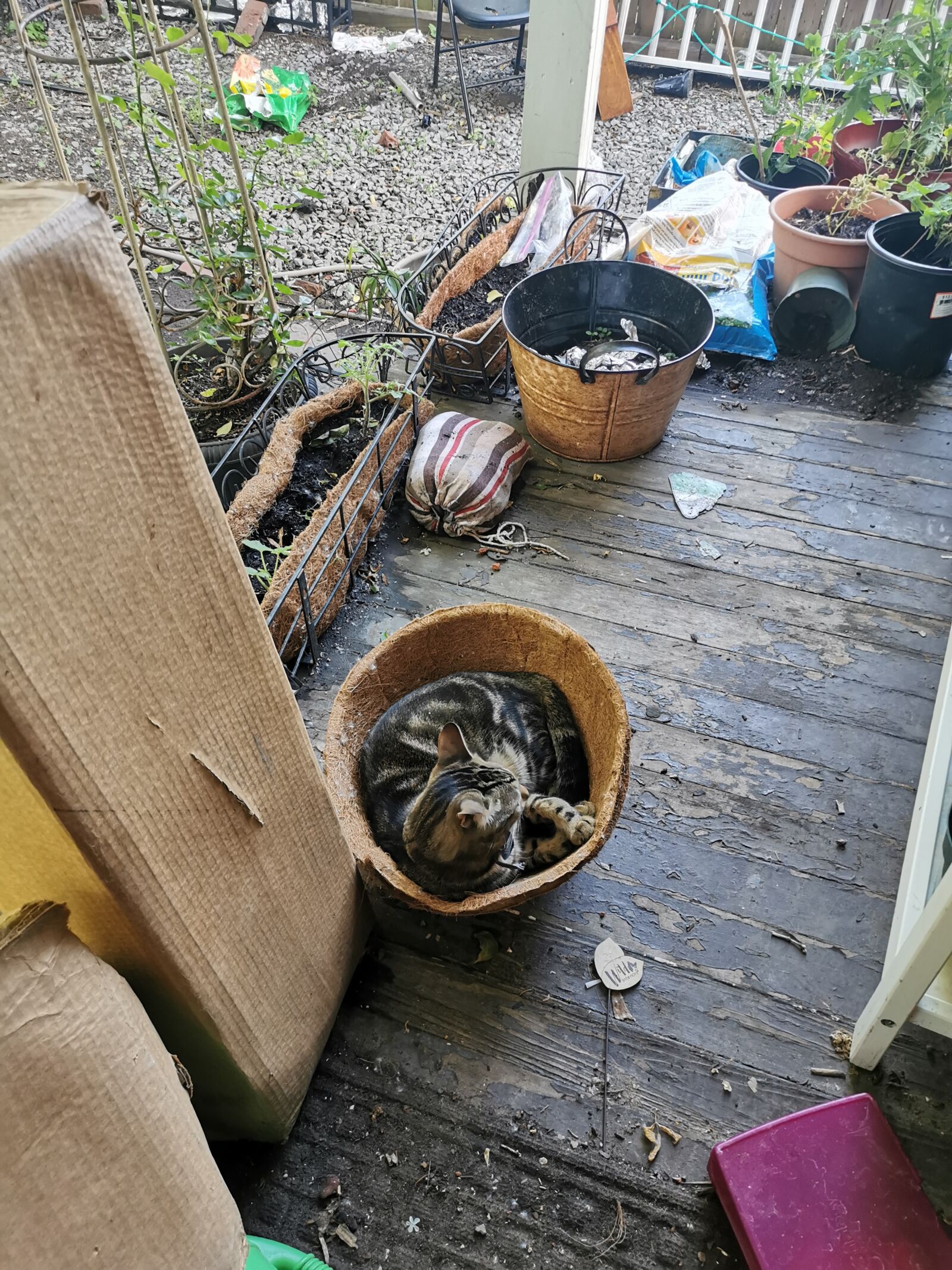 HUAWEI P30 sample photo. Garden, cat, curled up photography