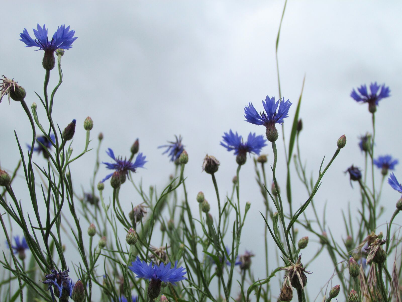 Canon PowerShot SX30 IS sample photo. Flower, blue, nature photography