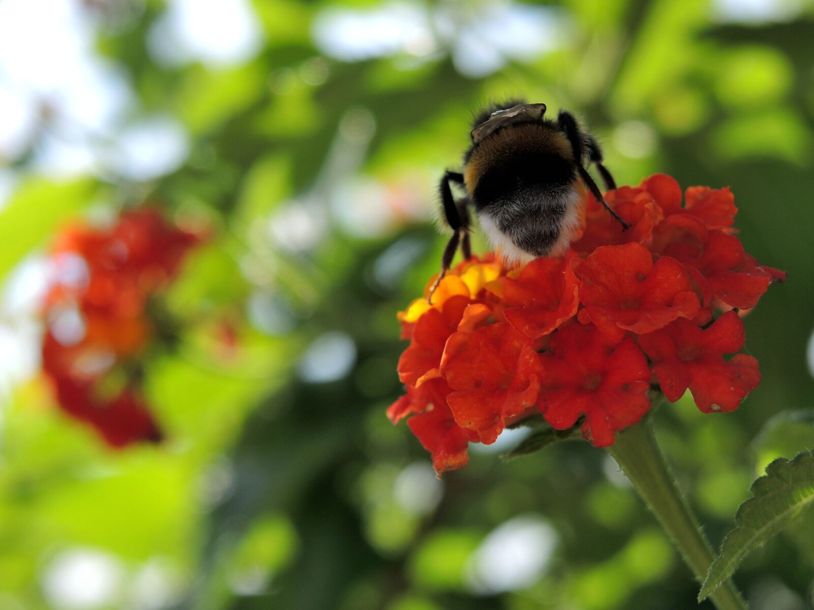 Nikon Coolpix P7800 sample photo. Bee, flower, flowers, insect photography