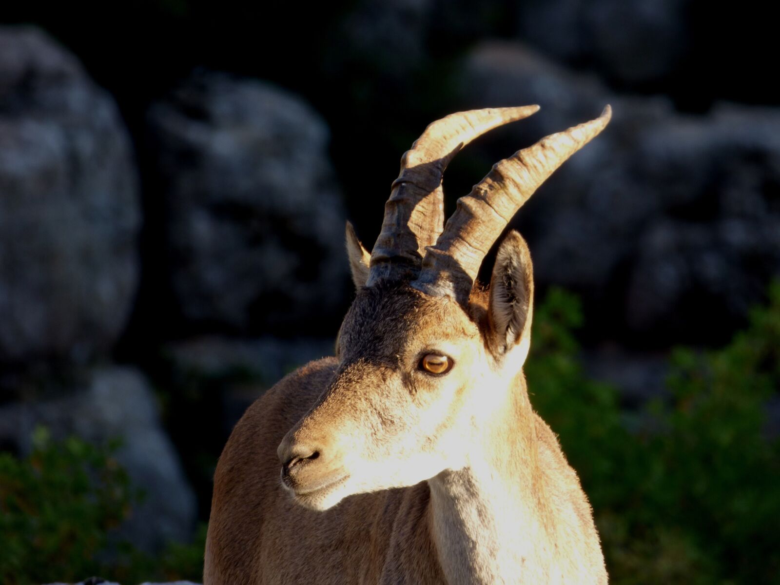 Panasonic DMC-FZ72 sample photo. Ibex, mount, mountain photography