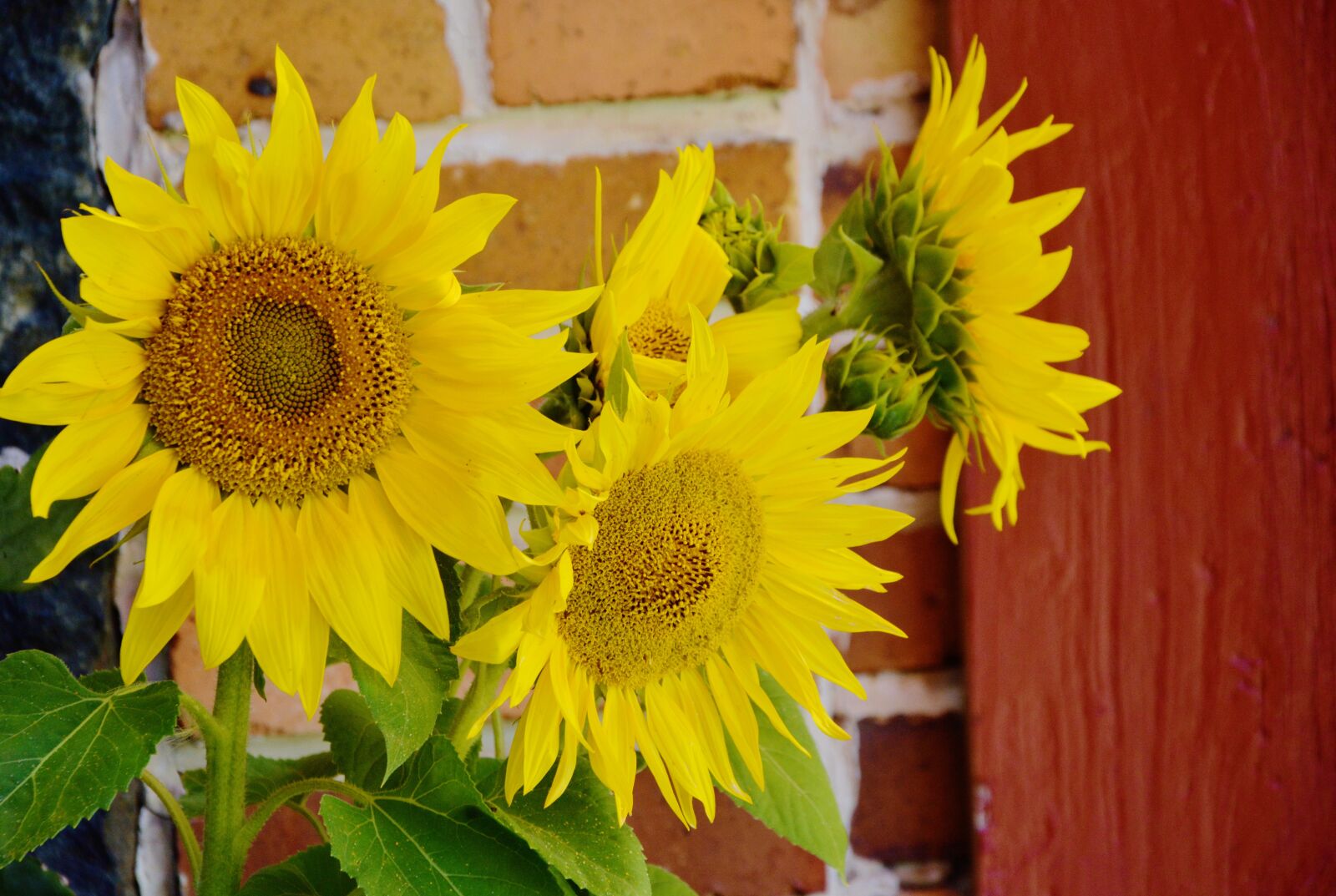 Nikon D5200 sample photo. Sunflower, helianthus annuus, ordinary photography