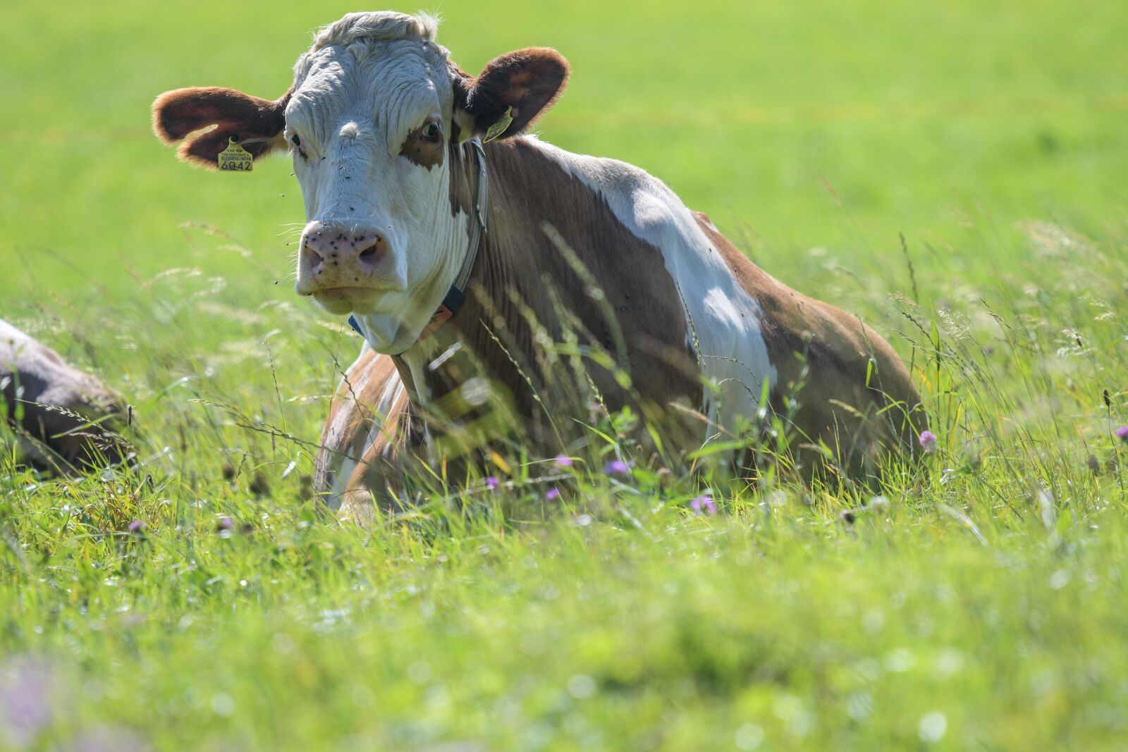 Nikon D500 sample photo. Cow, pasture, cows photography