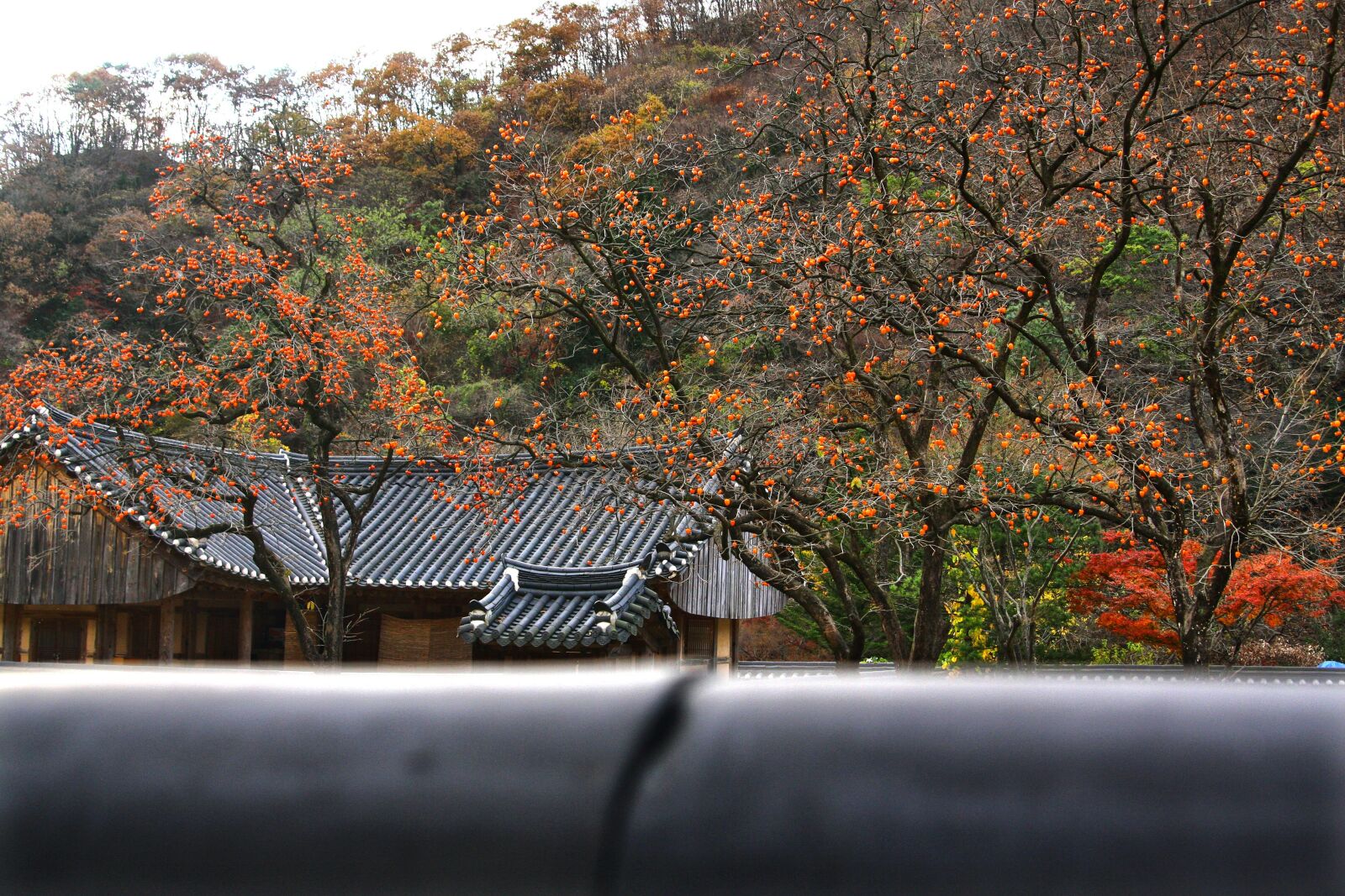 Canon EOS 40D sample photo. Persimmon, temple, section photography