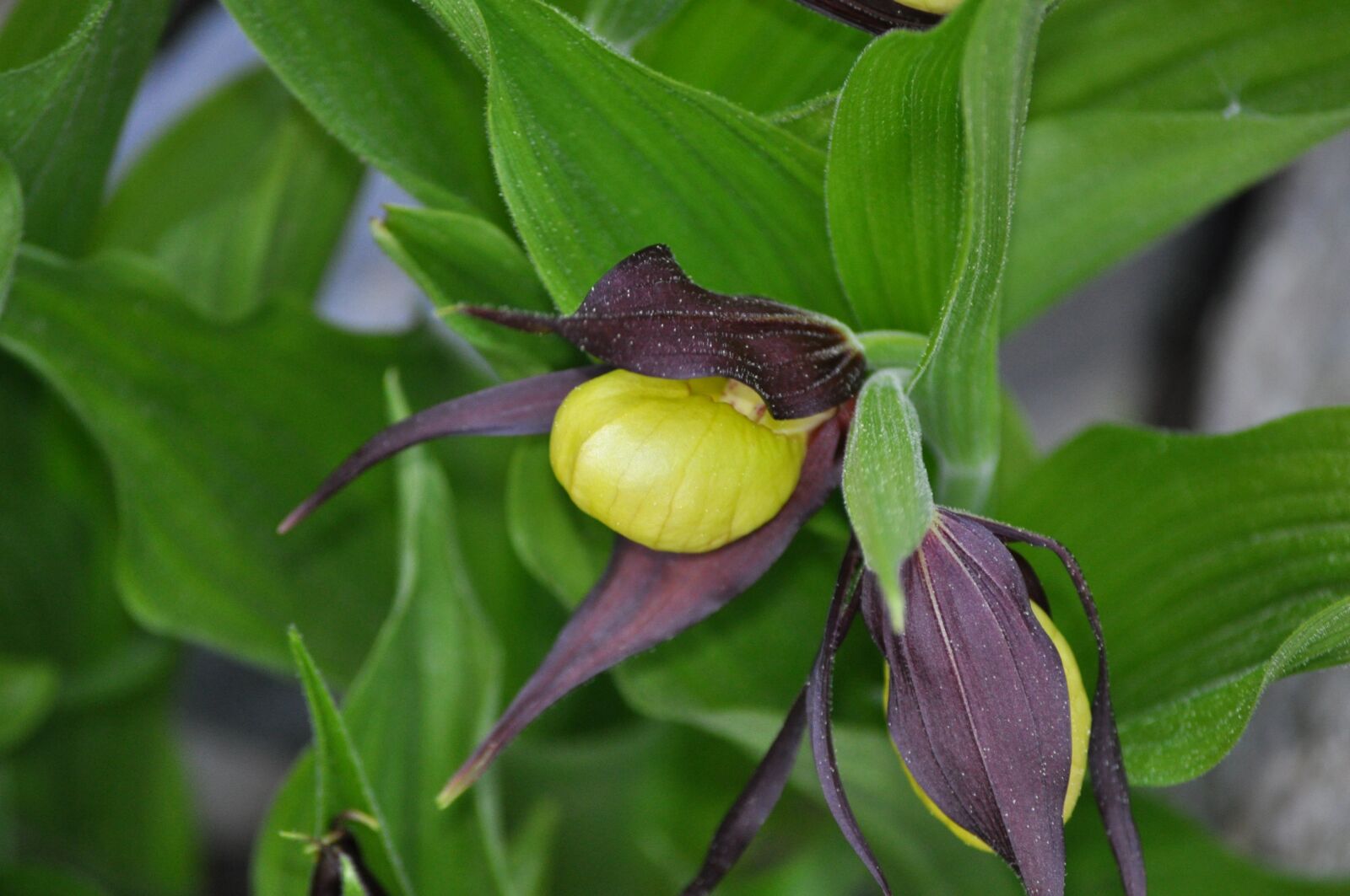 Nikon D5000 sample photo. Leaf, nature, plant photography