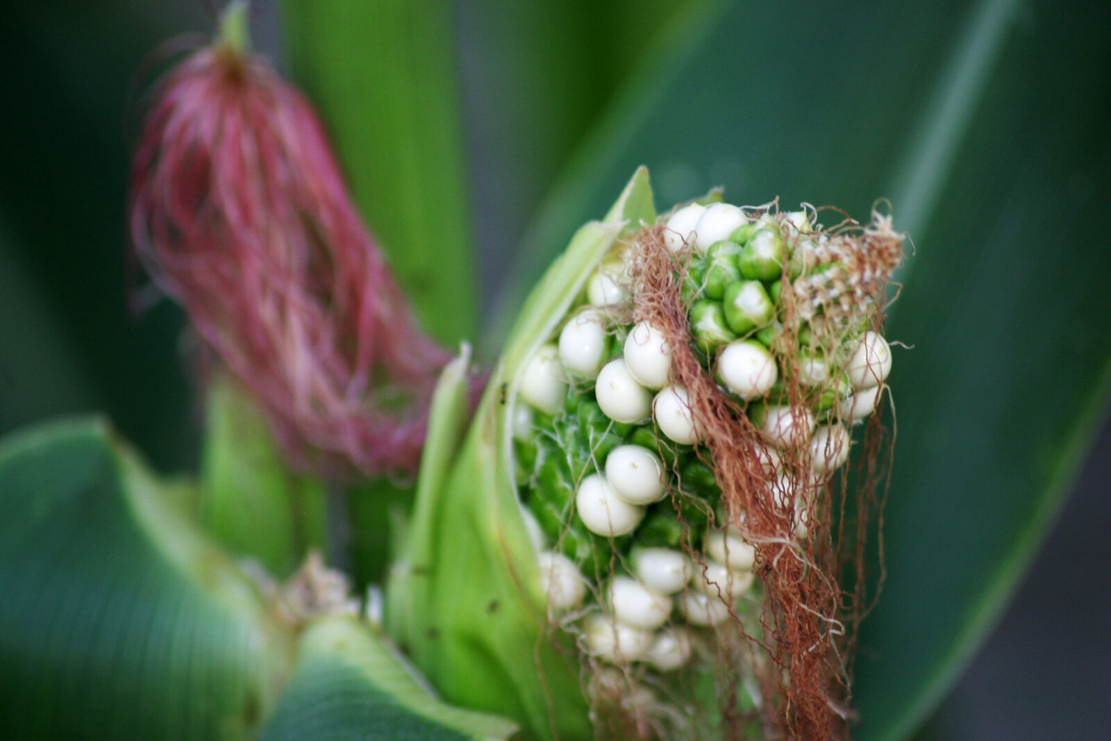 Canon EOS 10D sample photo