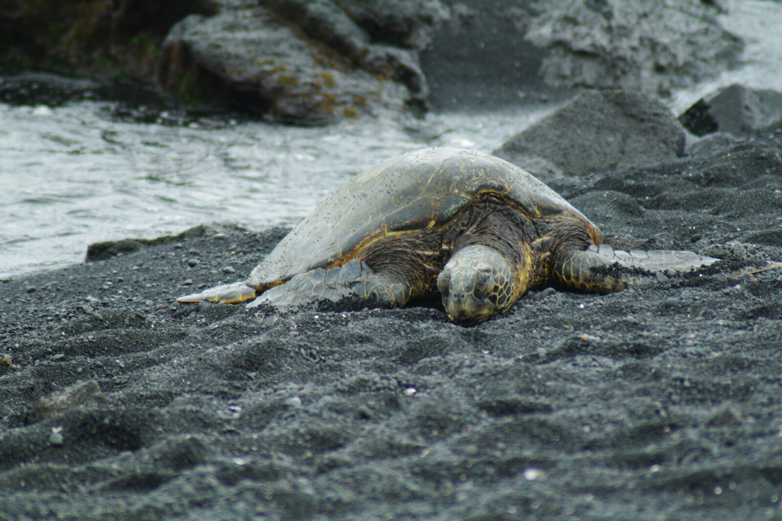 Pentax K-7 sample photo. Hawaii, turtle, the sea photography