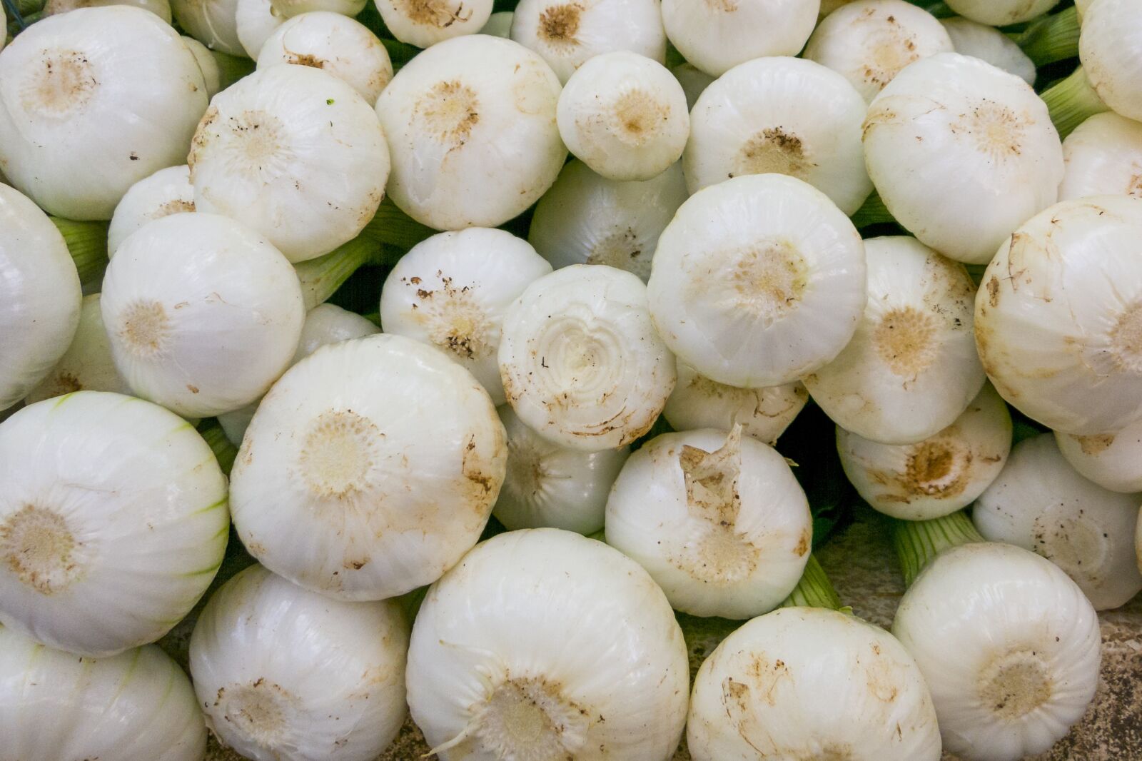 Canon PowerShot S110 sample photo. Onions, young onions, vegetables photography