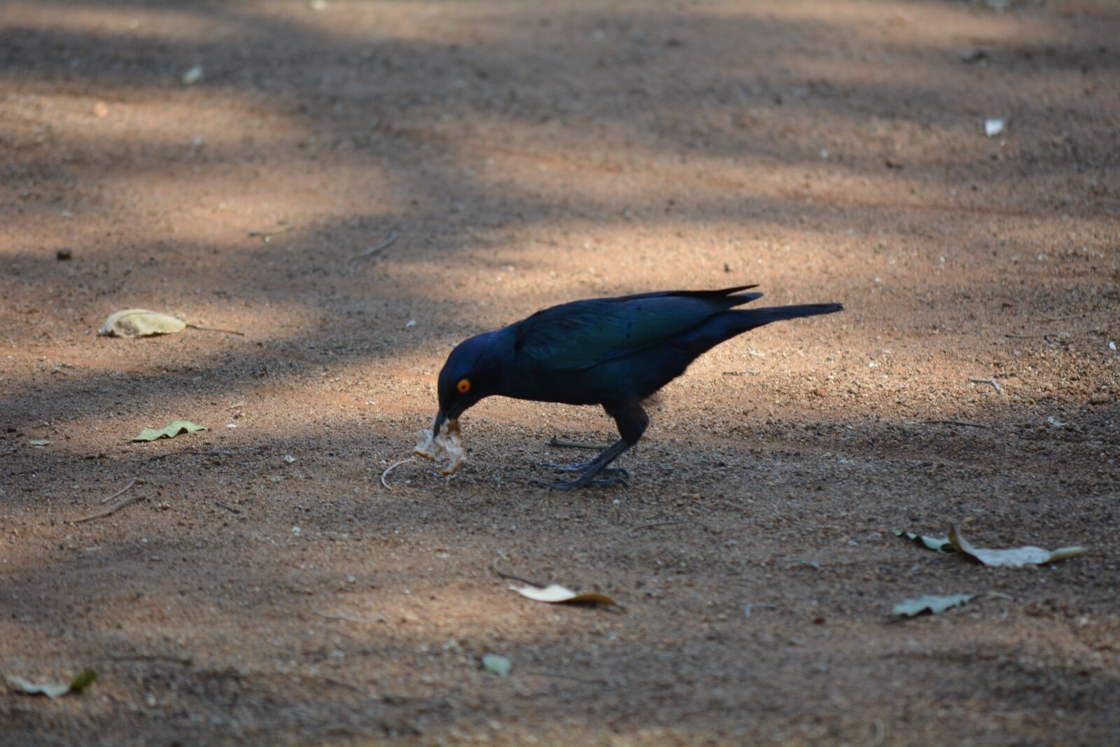 Nikon D5200 sample photo. Bird, wild life, nature photography