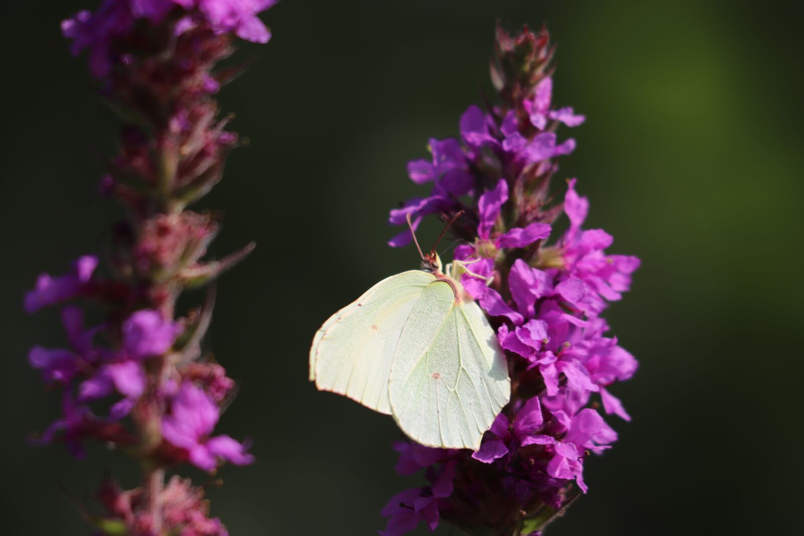 Canon EF 70-300 F4-5.6 IS II USM sample photo. Butterfly, fly, nature photography