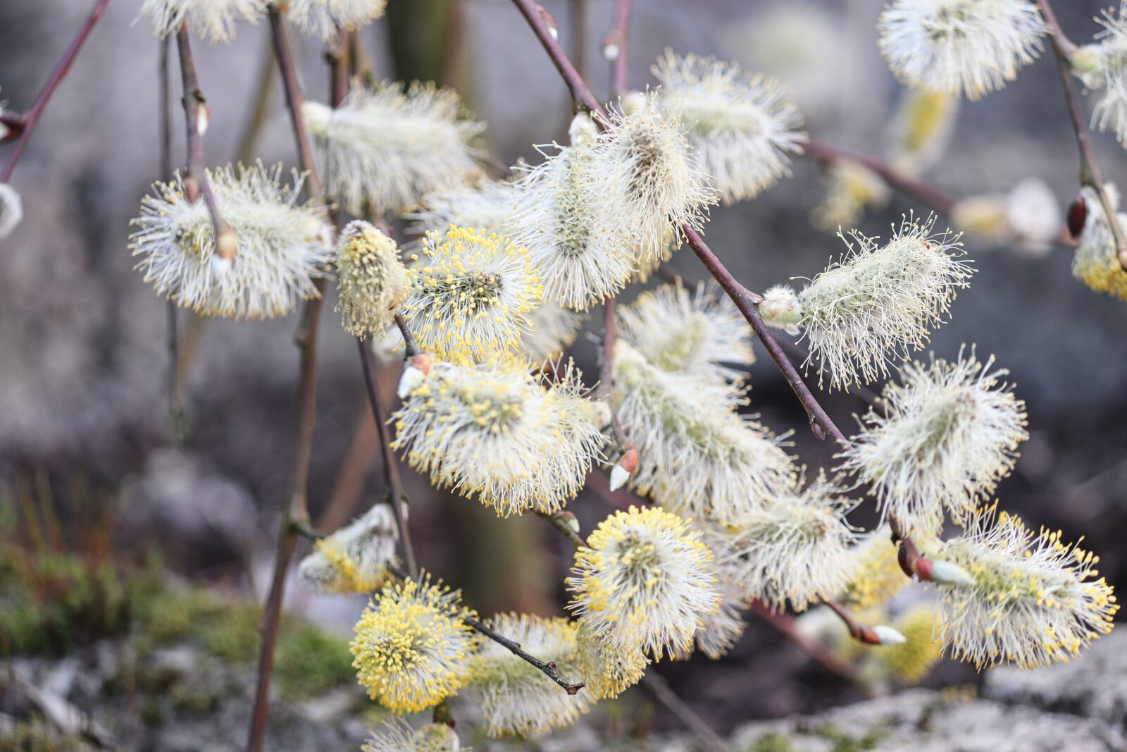 Canon EOS 200D (EOS Rebel SL2 / EOS Kiss X9) sample photo. Willow catkin, blossomed, inflorescence photography