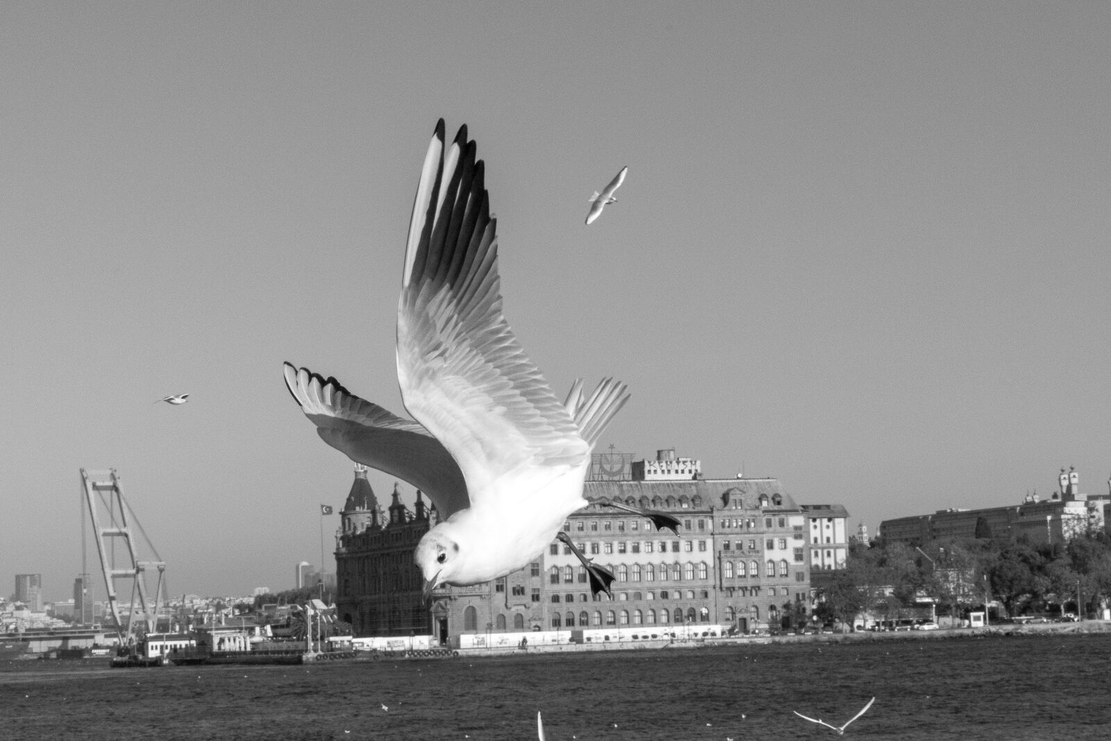 Nikon D3300 sample photo. Bird, black, and, white photography