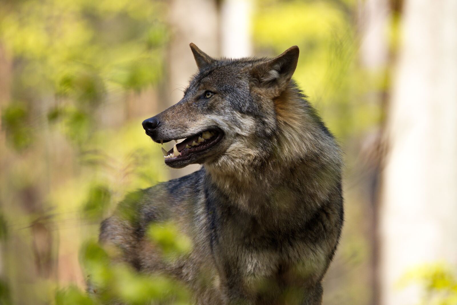 Canon EOS R + 150-600mm F5-6.3 DG OS HSM | Contemporary 015 sample photo. Wolf, zoo animal, predator photography
